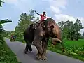Ein junger Mahout, ein Elefantenführer, in Bangladesch