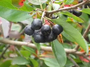 Wildfrucht