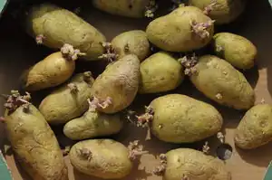 Baccara