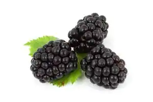 Brombeere