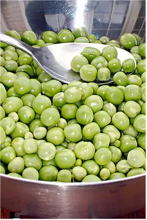 Erbse