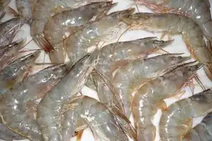 Garnele
