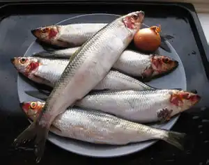 Hering