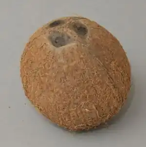 Kokosnuss
