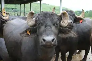 Büffelmilch