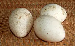 Puteneier