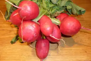 Radieschen
