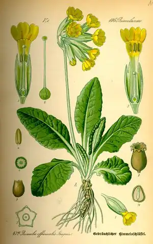 Schlüsselblume