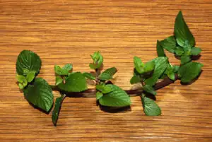 Schokoladenminze
