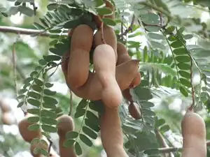 Tamarinde