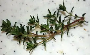 Gewürzthymian