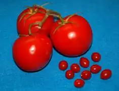 die kleinste Tomate der Welt
