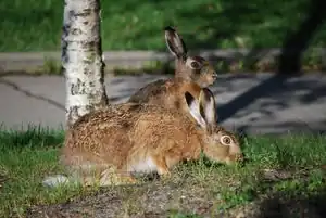 Wildhase