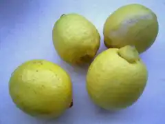 Zitronen