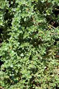 Zitronenthymian 'Lemon'