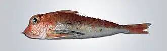 Knurrhahn