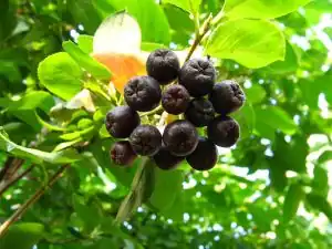 Aronia.jpg