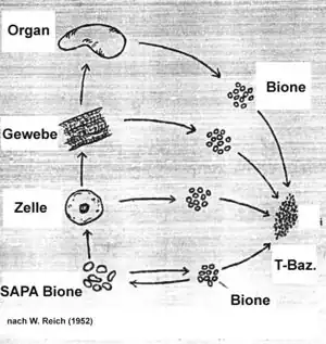 Bion.jpg