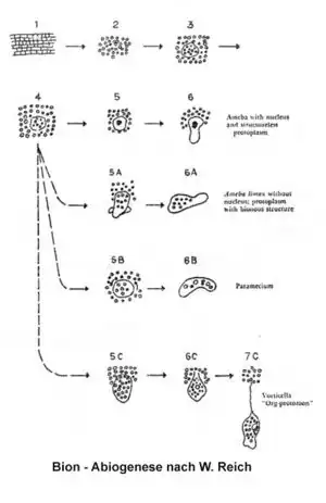 Bion2.jpg