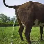 Gomutra.jpg