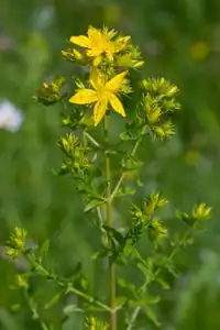 Hypericum2.jpg
