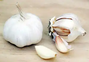 Knobi.jpg