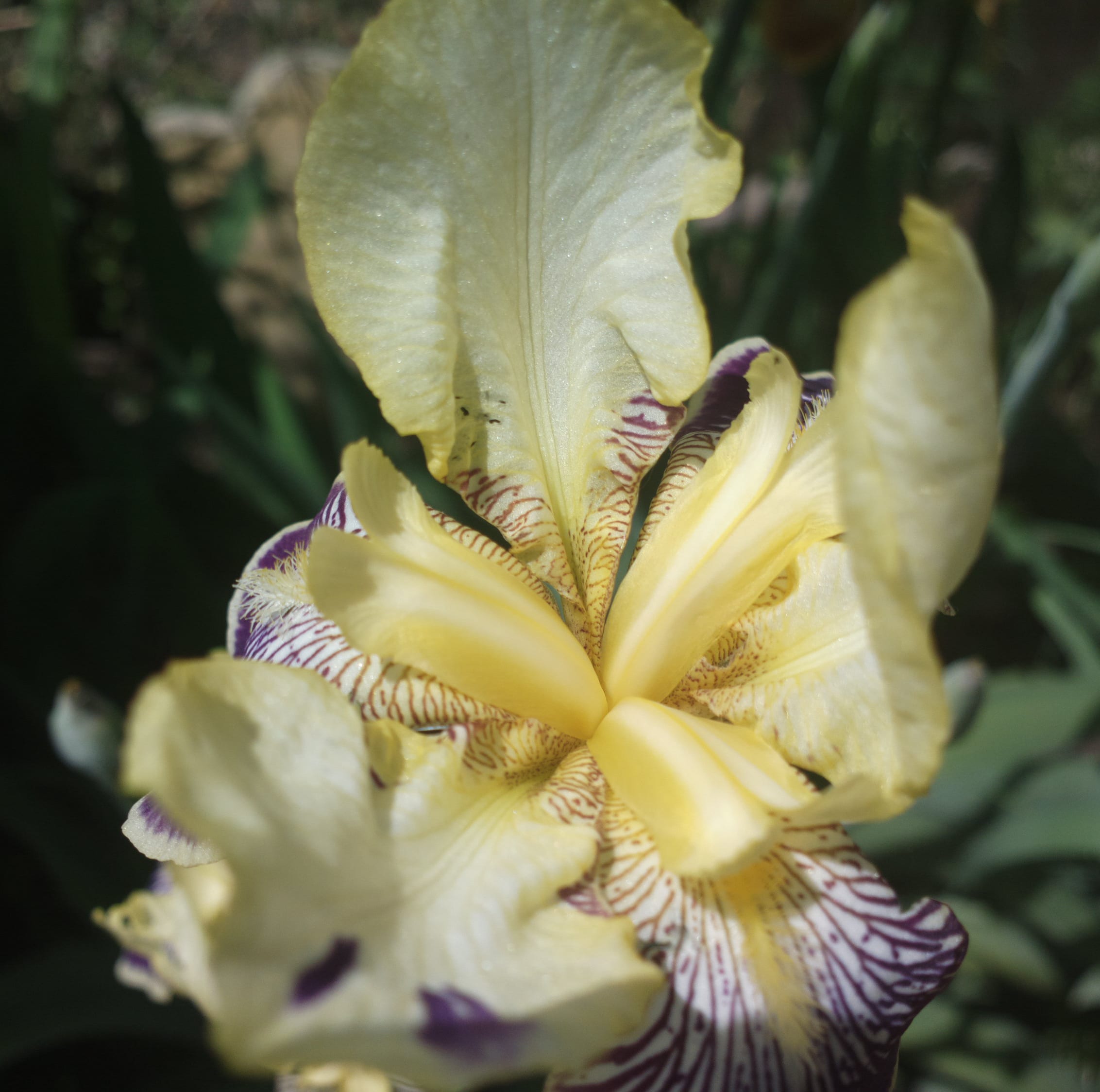 Flower on Nokia 808