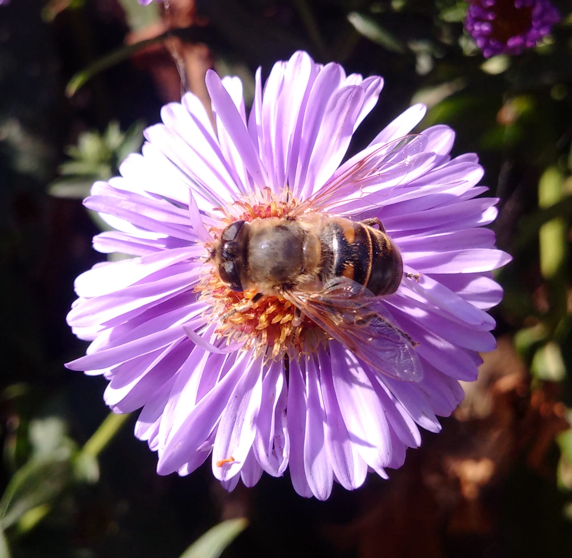 Bee, flower and Nokia 808