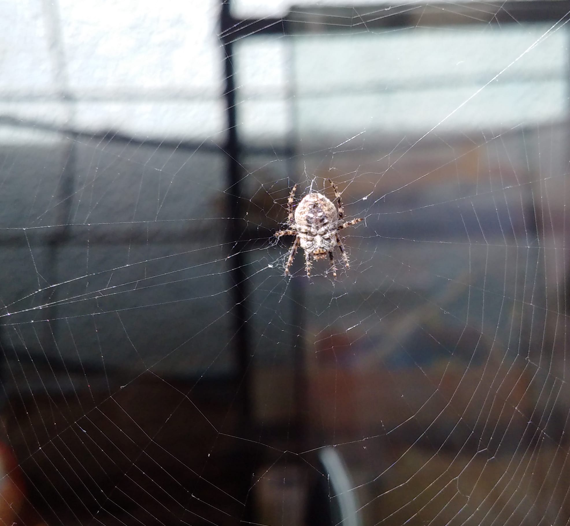 Spider on Nokia 808