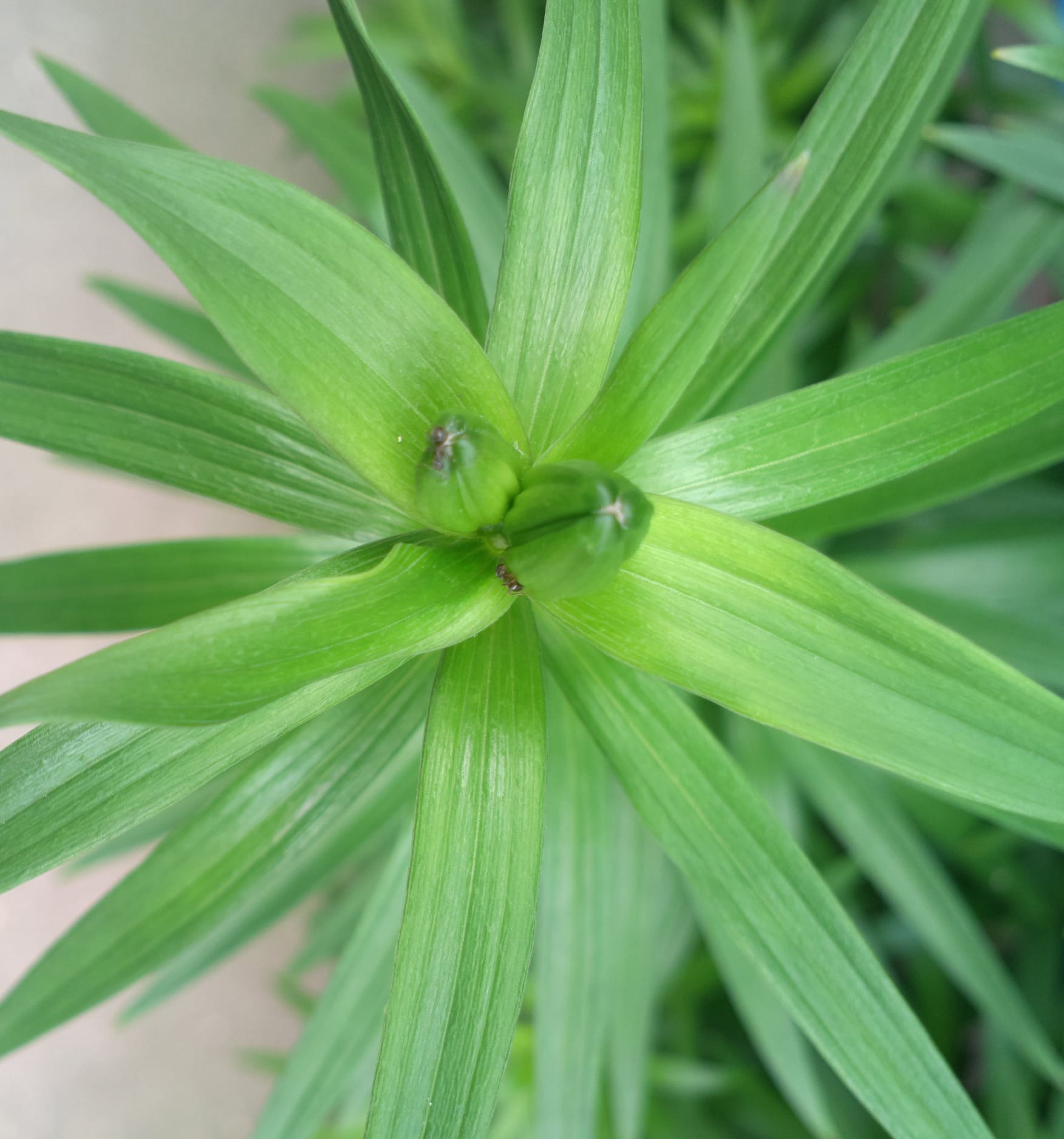 Future flower