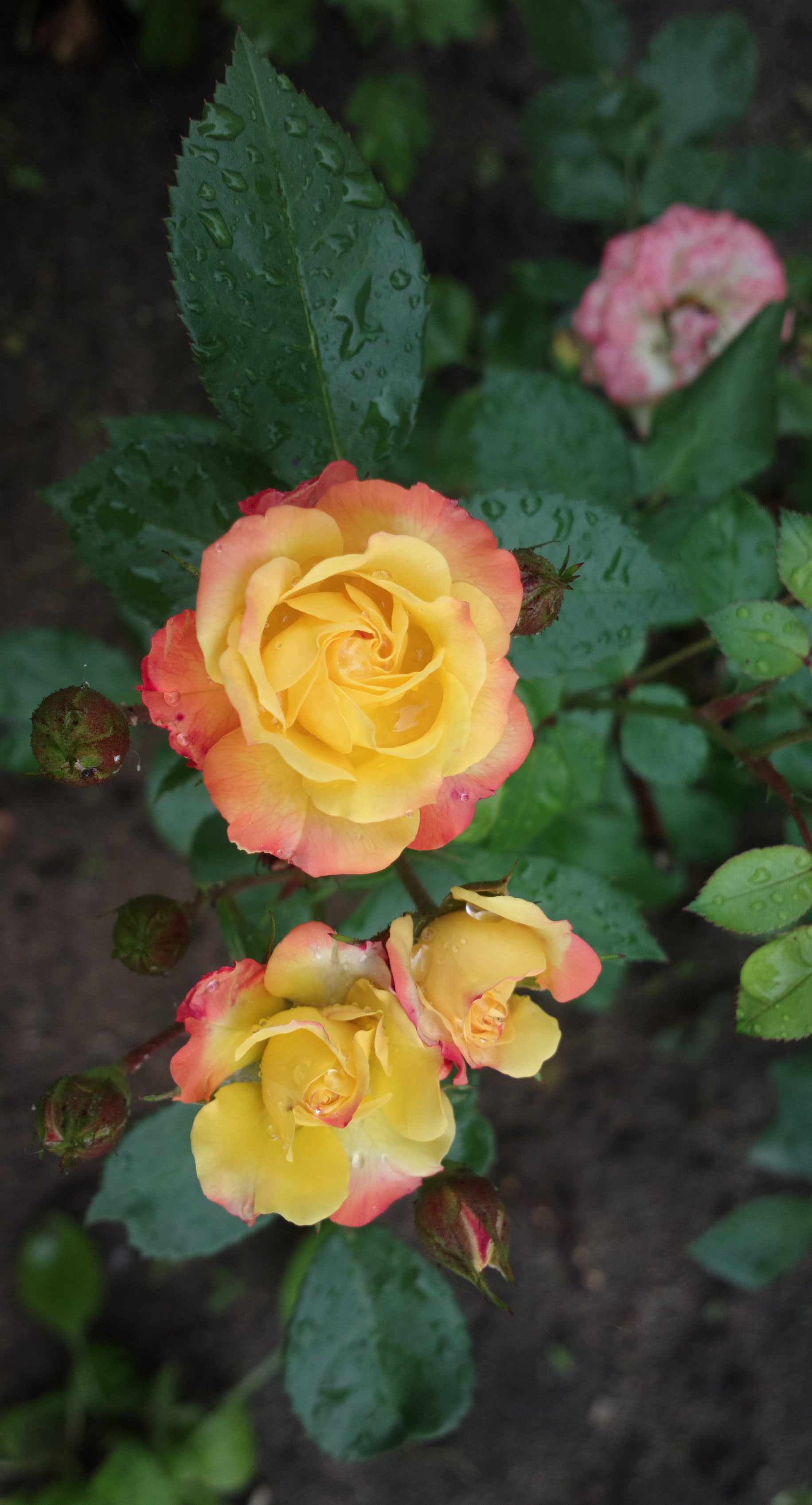 Roses are &hellip; red%3F