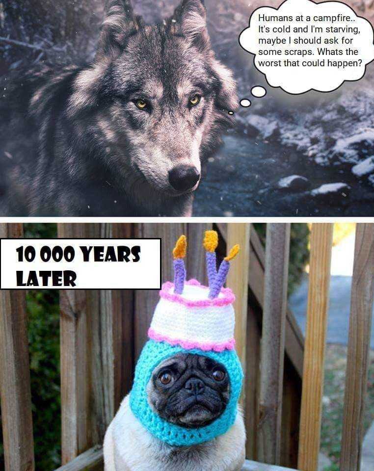Puggo