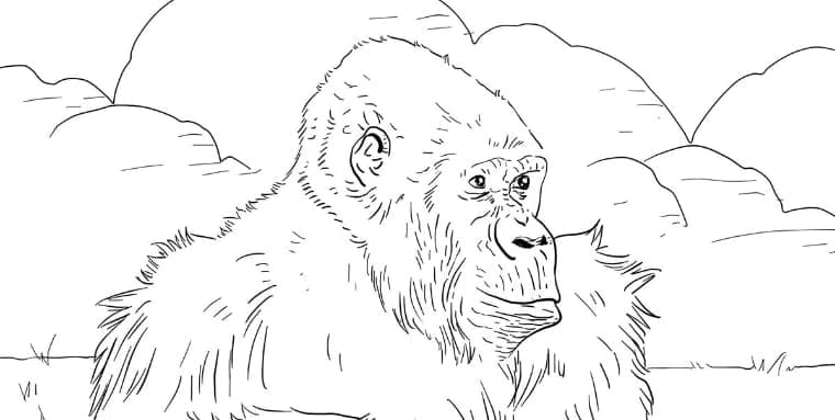 Monkey