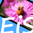 ./eis_logo.png