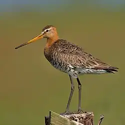 Uferschnepfe (Limosa limosa)