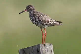 Rotschenkel (Tringa totanus)