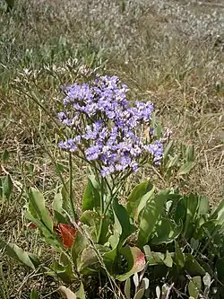 Gewöhnlicher Strandflieder (Limonium vulgare)