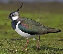 Kiebitz (Vanellus vanellus)