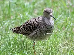 Kampfläufer (Philomachus pugnax), Weibchen