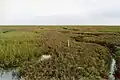 Ästuar-Salzwiese an der Ostküste Englands bei Freiston im The Wash