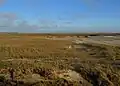 Sandsalzwiese vor Sankt Peter-Ording