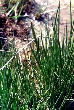 Strand-Dreizack (Triglochin maritima)