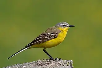Wiesenschafstelze (Motacilla flava flava)