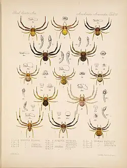 Arachnologie