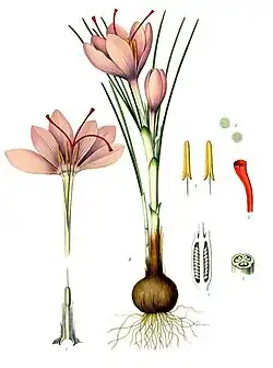 Safran