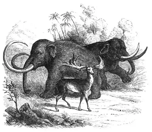 Die Gartenlaube (1854) b 151 3.jpg Die Diluvialschicht
