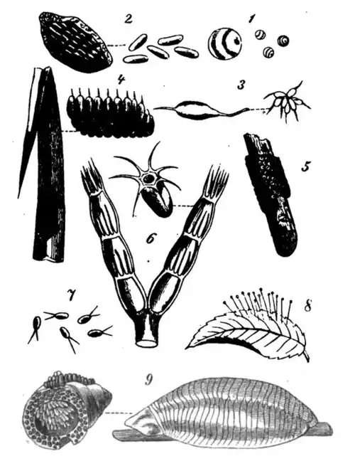 Die Gartenlaube (1854) b 175.jpg Insekteneier