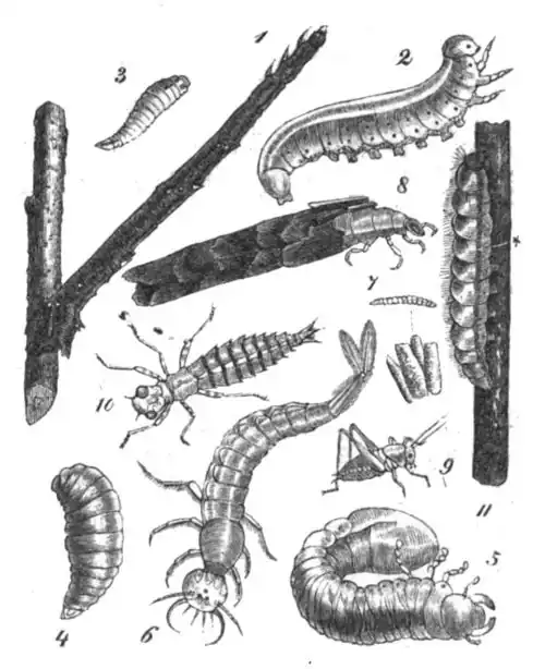 Die Gartenlaube (1854) b 211.jpg Insektenlarven