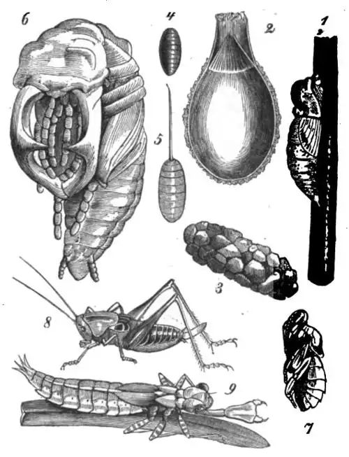 Die Gartenlaube (1854) b 294.jpg Insektenpuppen