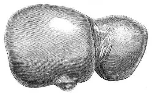 Die Gartenlaube (1855) b 213.jpg Die gesunde Leber